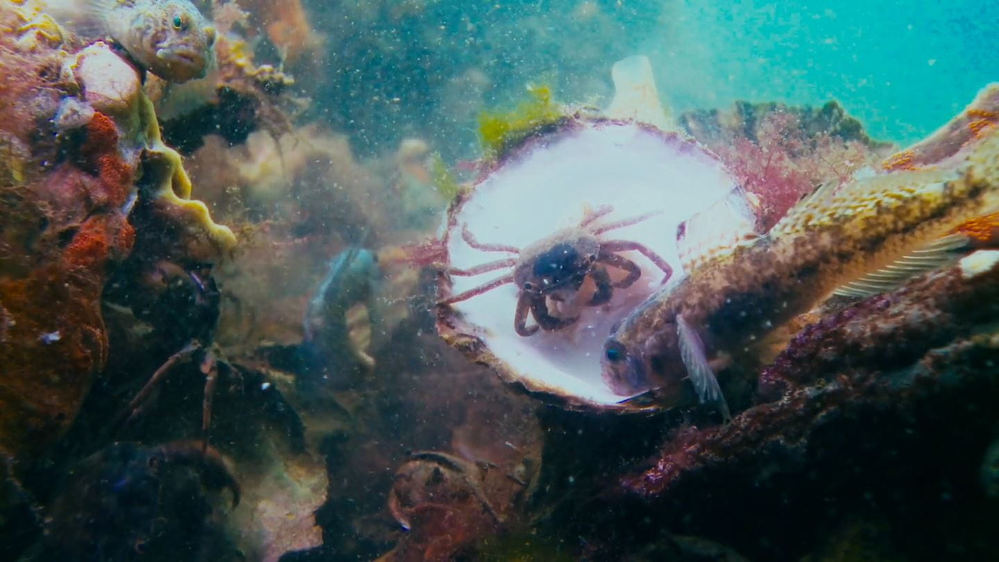 Billede fra Ørsted x ARK Nature forklaringsvideoen om, hvordan havvindmølleparker kan gå hånd i hånd med naturen.
