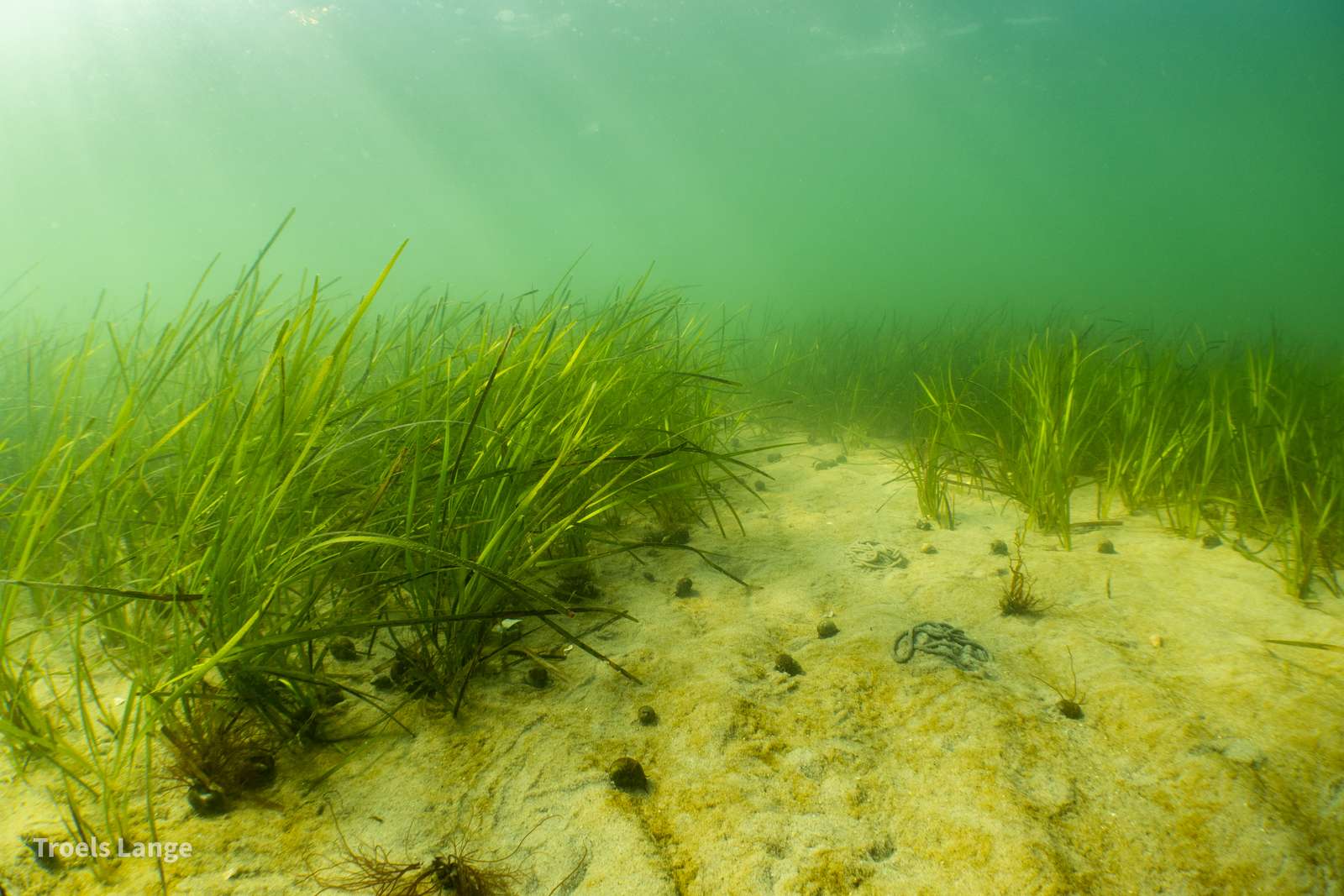 Ørsted backs nature restoration in Danish coastal zones for the benefit ...