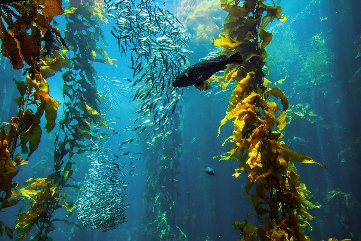 Ørsted issues blue bonds to invest in wider restoration measures to actively enhance the health of ocean ecosystems.