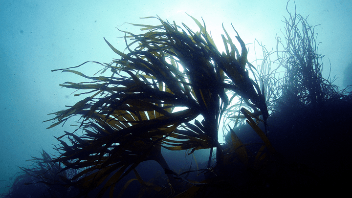 Underwater view of kelp fronds swaying in blue, backlit water.