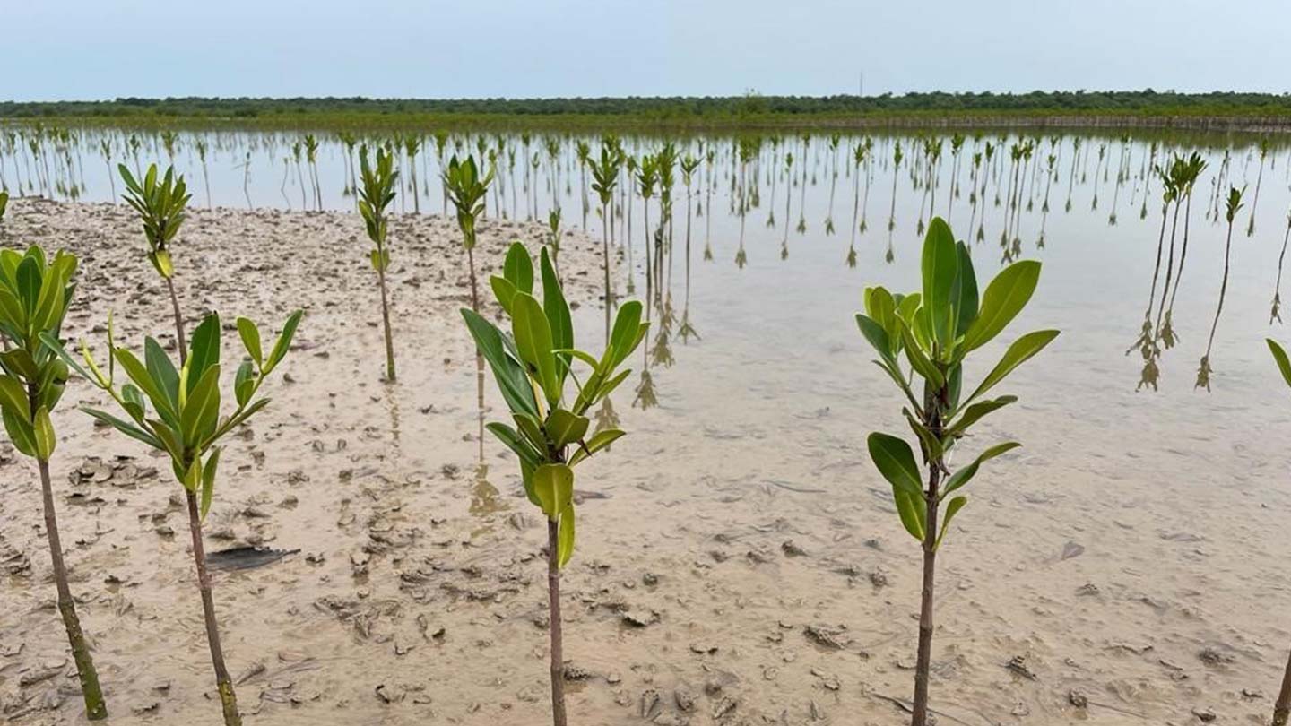 Mangroves growing in The Gambia River basin