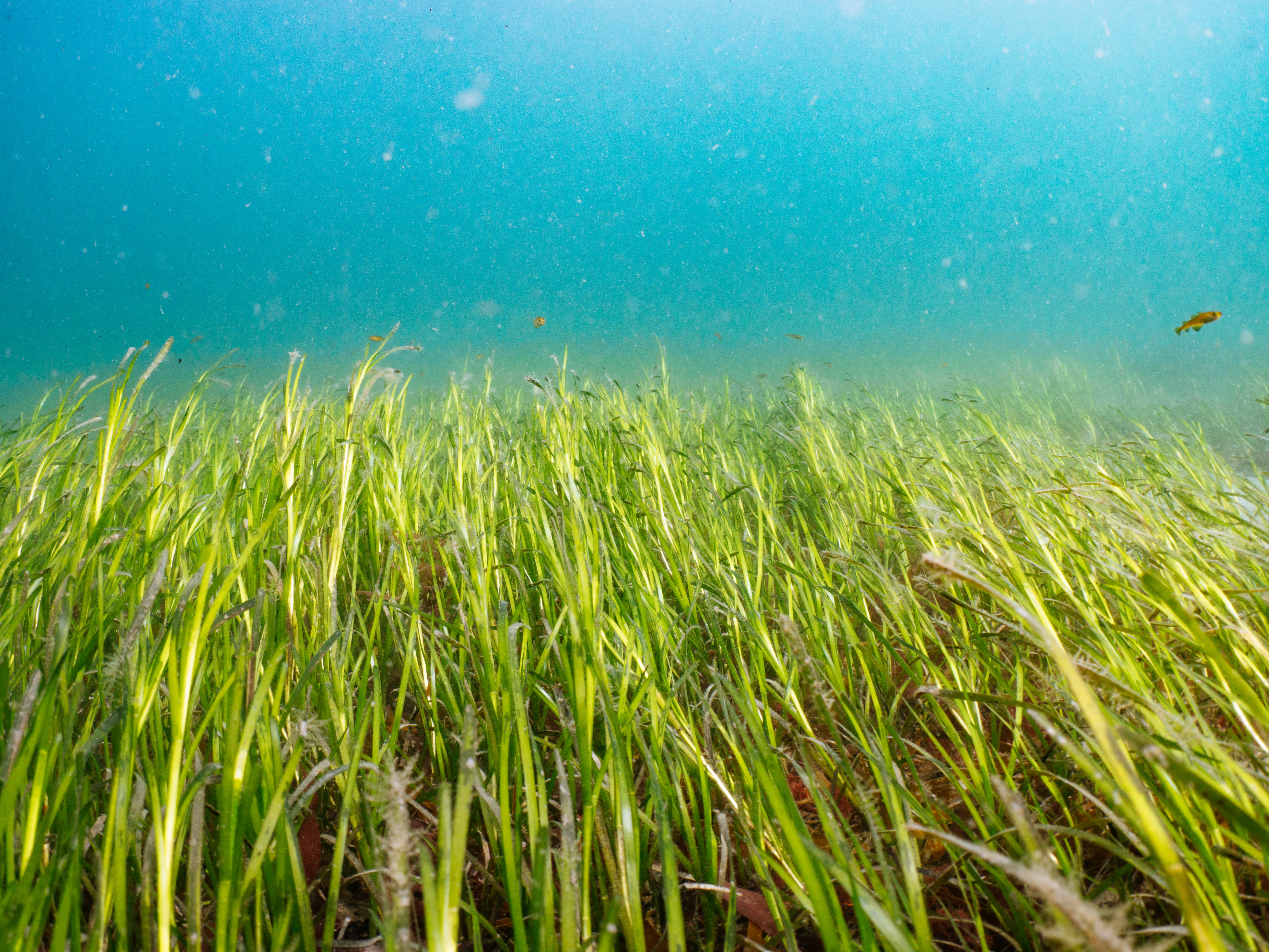 Photo credit: Ocean Conservation Trust