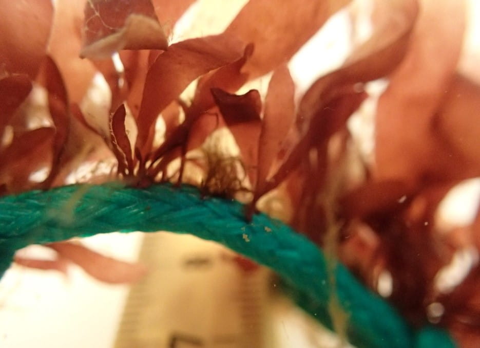 丹麥科技大學捕捉到Anholt離岸風場養殖計畫成功於繩索上培育的海藻畫面