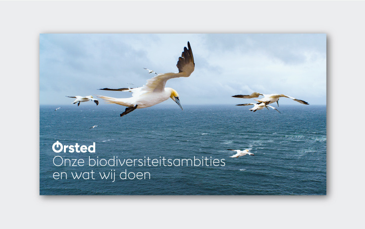 Front cover birds at the sea