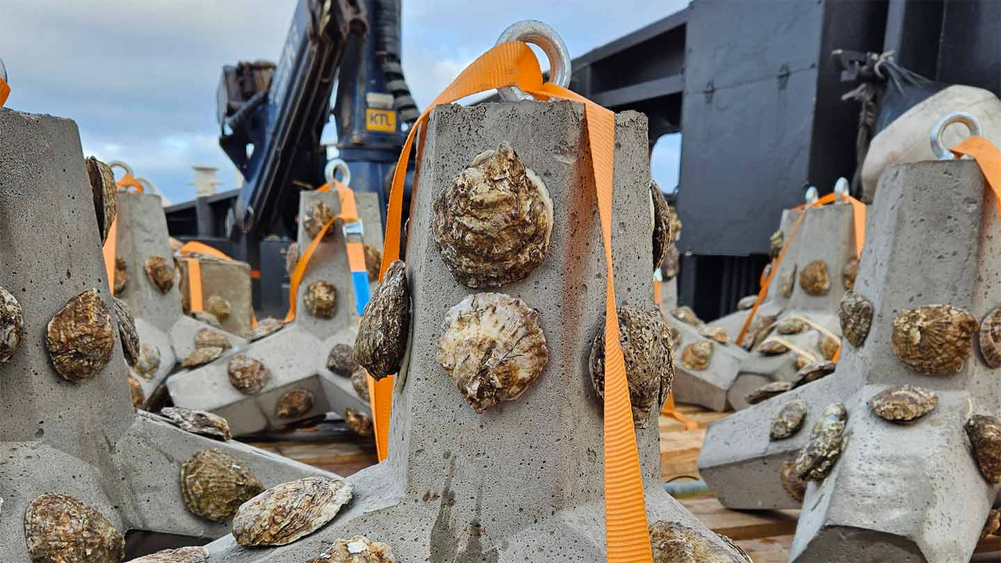 Osten Structural Unit Orsted en Van Oord plaatsen innovatieve en schaalbare oesterstructuren ...