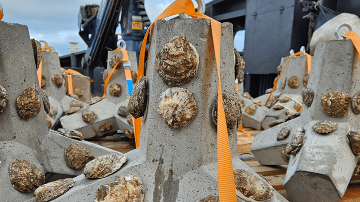 droppable oyster structures