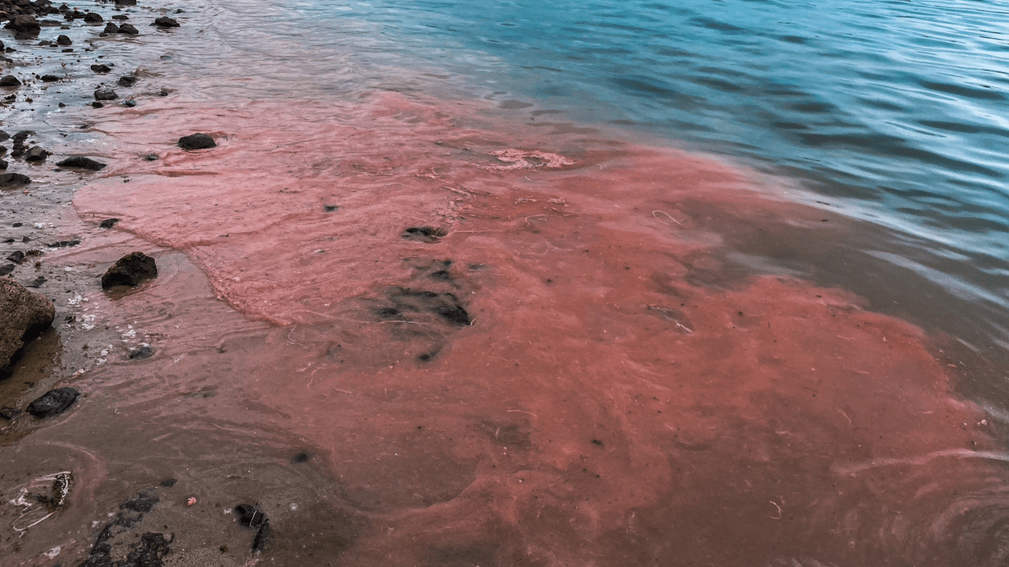 Panghu Islands Coral Spawning Event