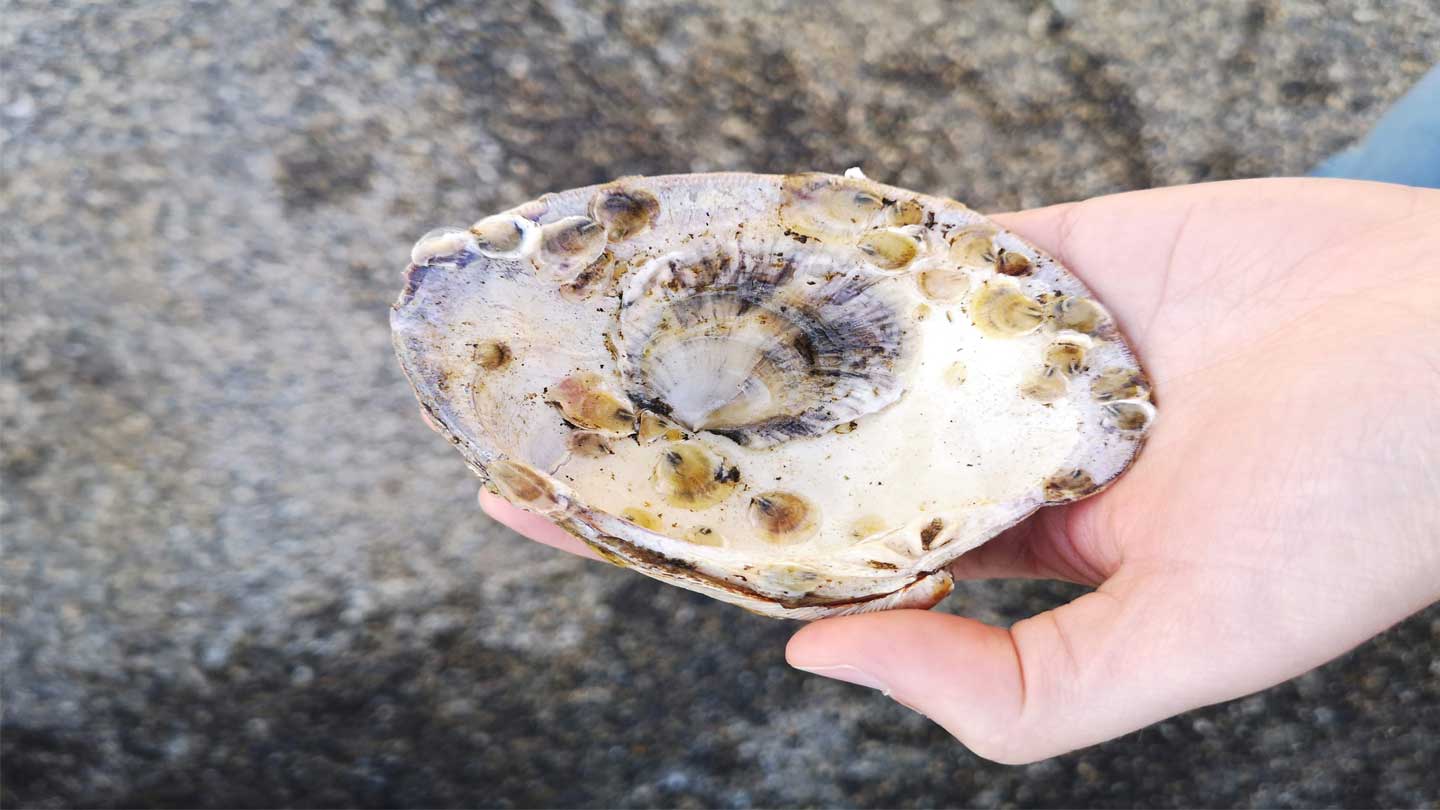 Single Spat Shell Ørsted and ARK Rewilding Netherlands test marine rewilding