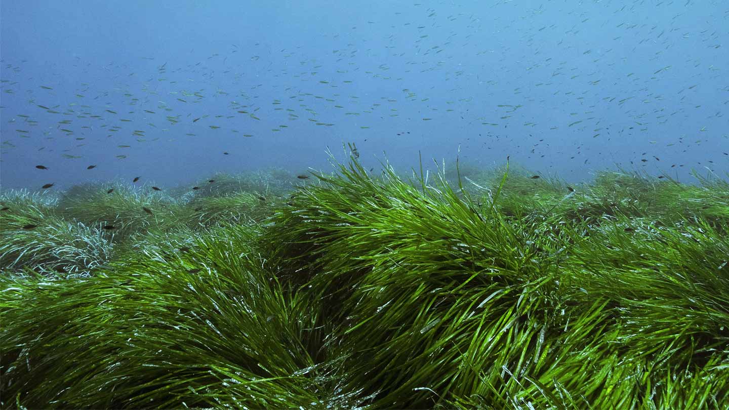 Seagrass