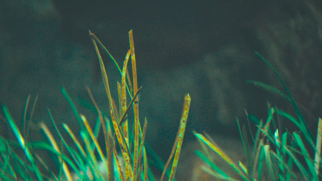 Seagrass