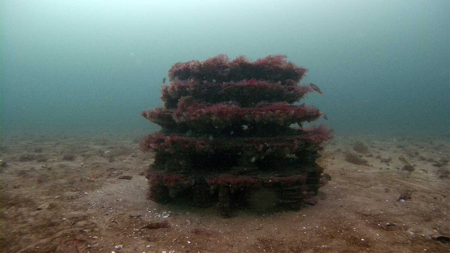 3D-Printed Reefs to Restore Biodiversity in Denmark | Ørsted Taiwan
