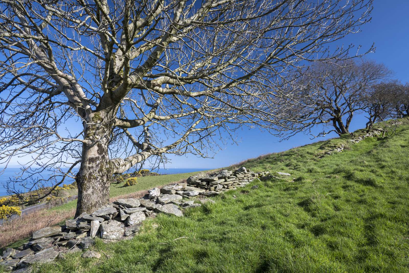 Isle of Man biodiversity - image showing tree and dry stone wall in foreground with countryside and sea in background