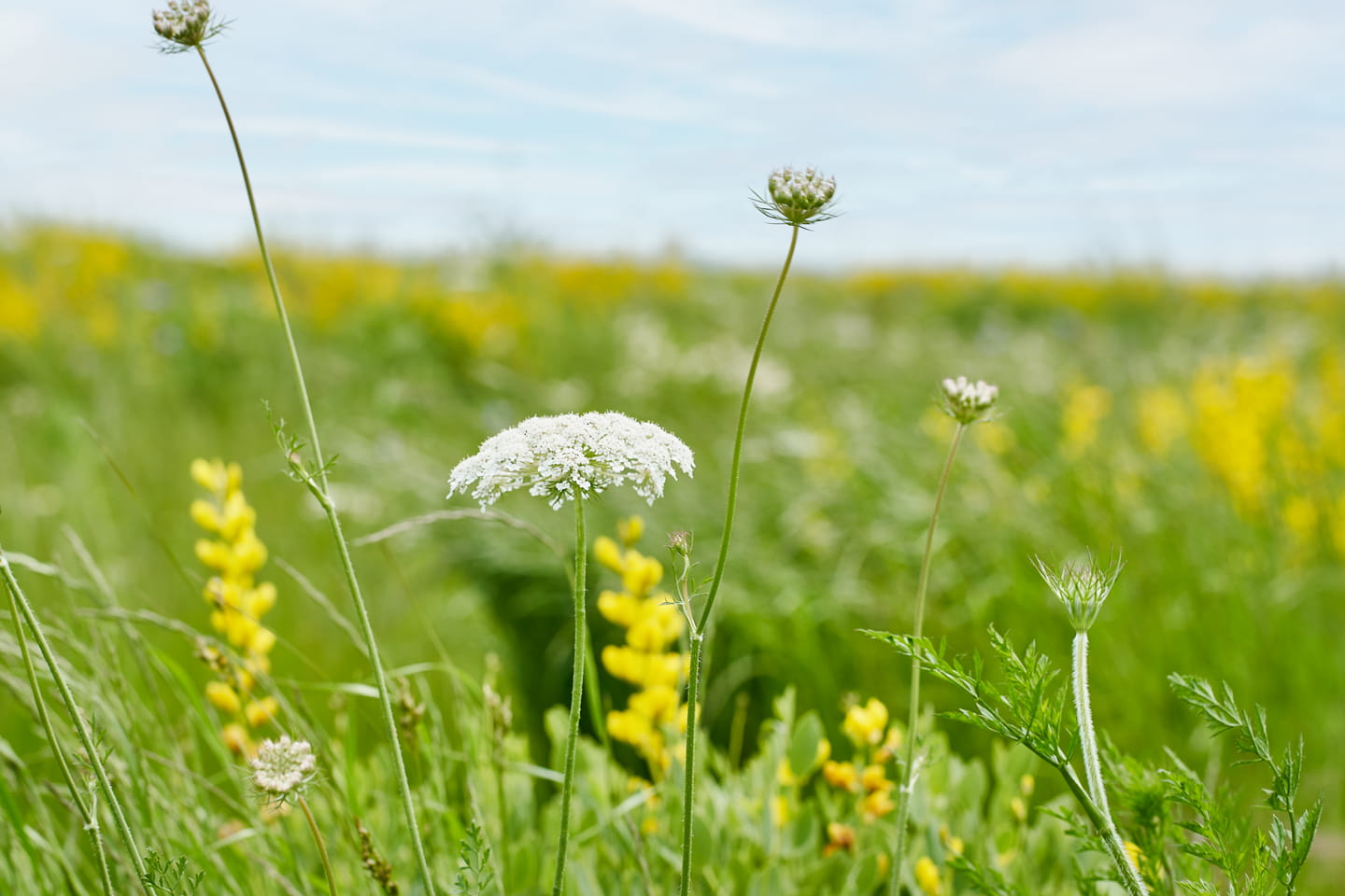 Image of a meadow on a sunny day