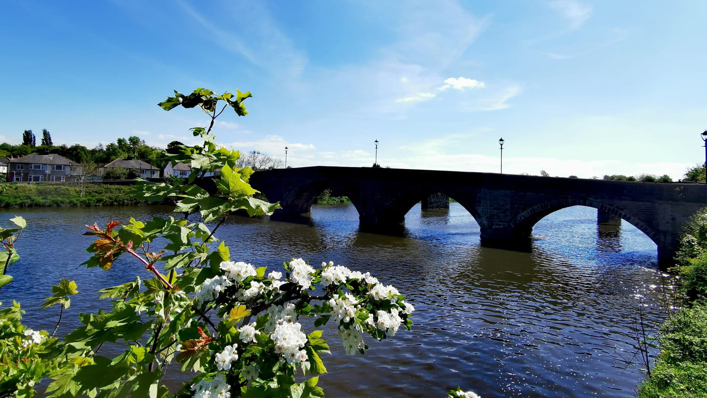 Image of a flowering shrub in foreground with a river and bridge in the background on a sunny day.