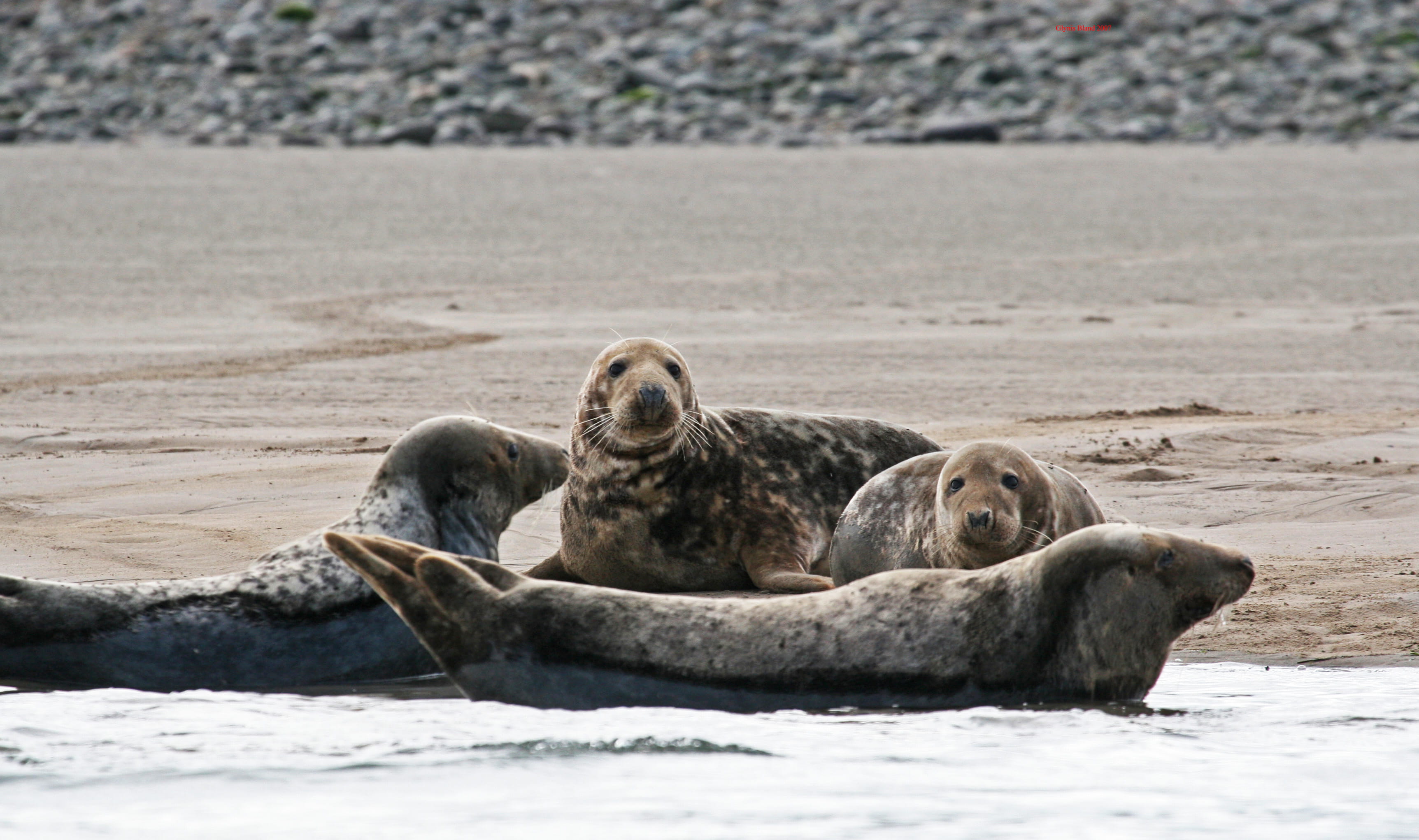 Caring for the environment in an offshore wind farm
