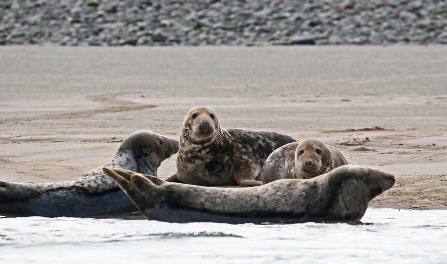 Seals