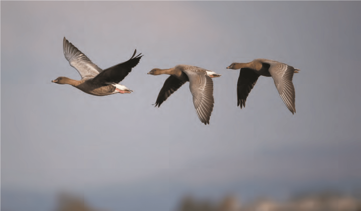 Pink footed Goose
