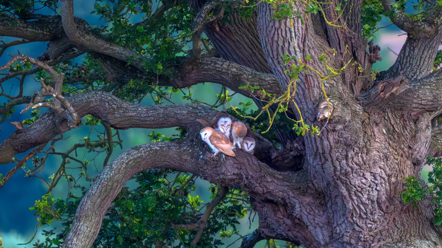 Photo credit:  Manuel Martinez Soler