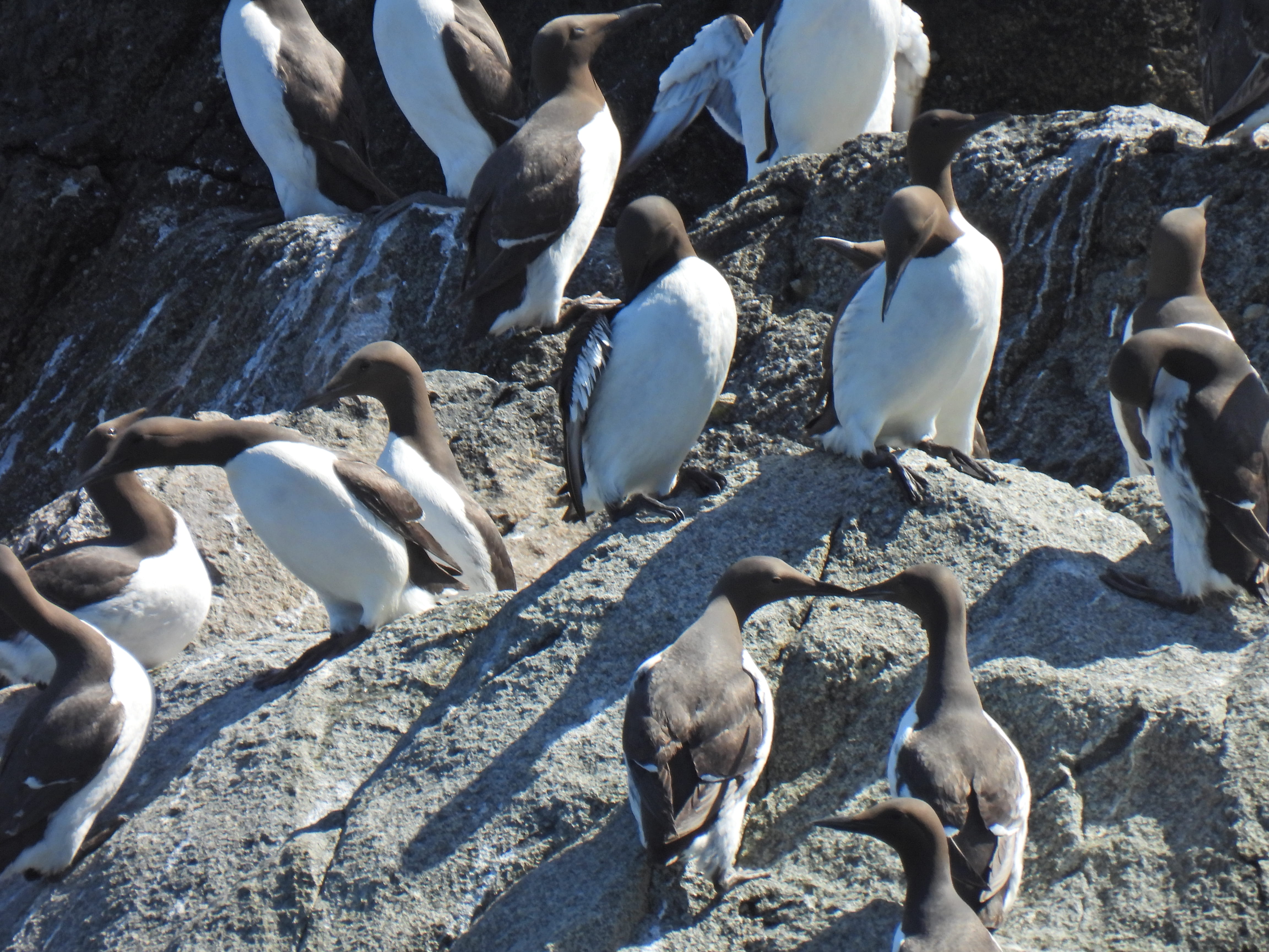 Photo of Guillemots photo (credit Alderney Wildlife Trust)