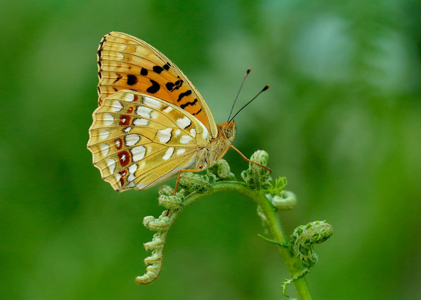 High Brown Fritillary credit Iain H Leach