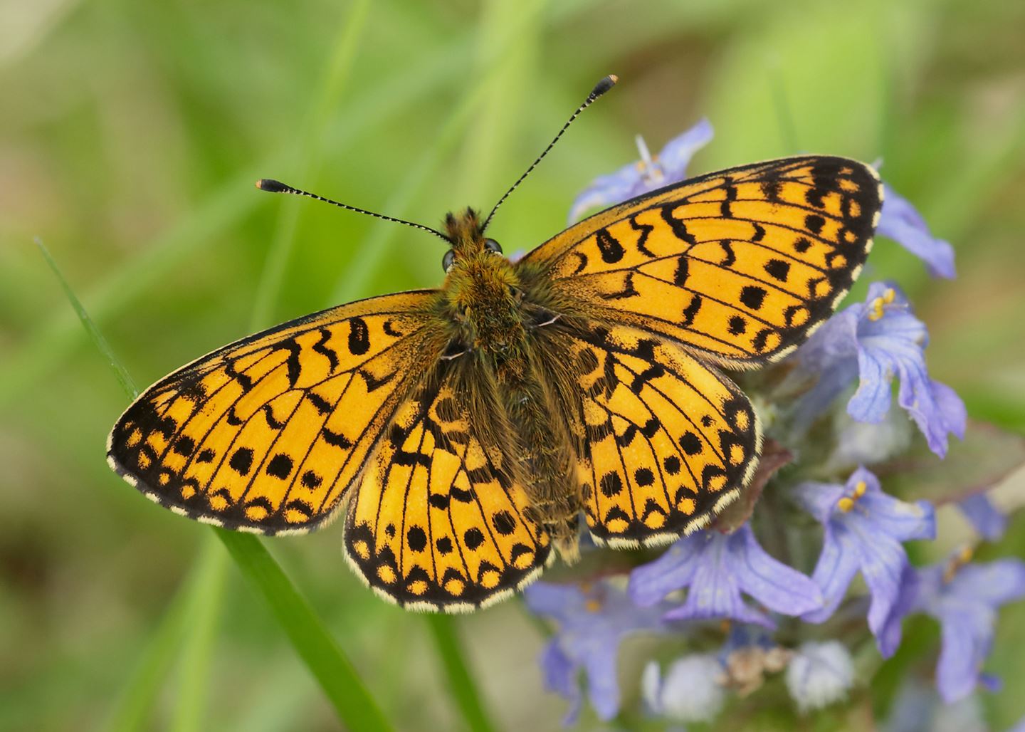 Small Pearlbordered Fritillary (credit: Iain H Leach)