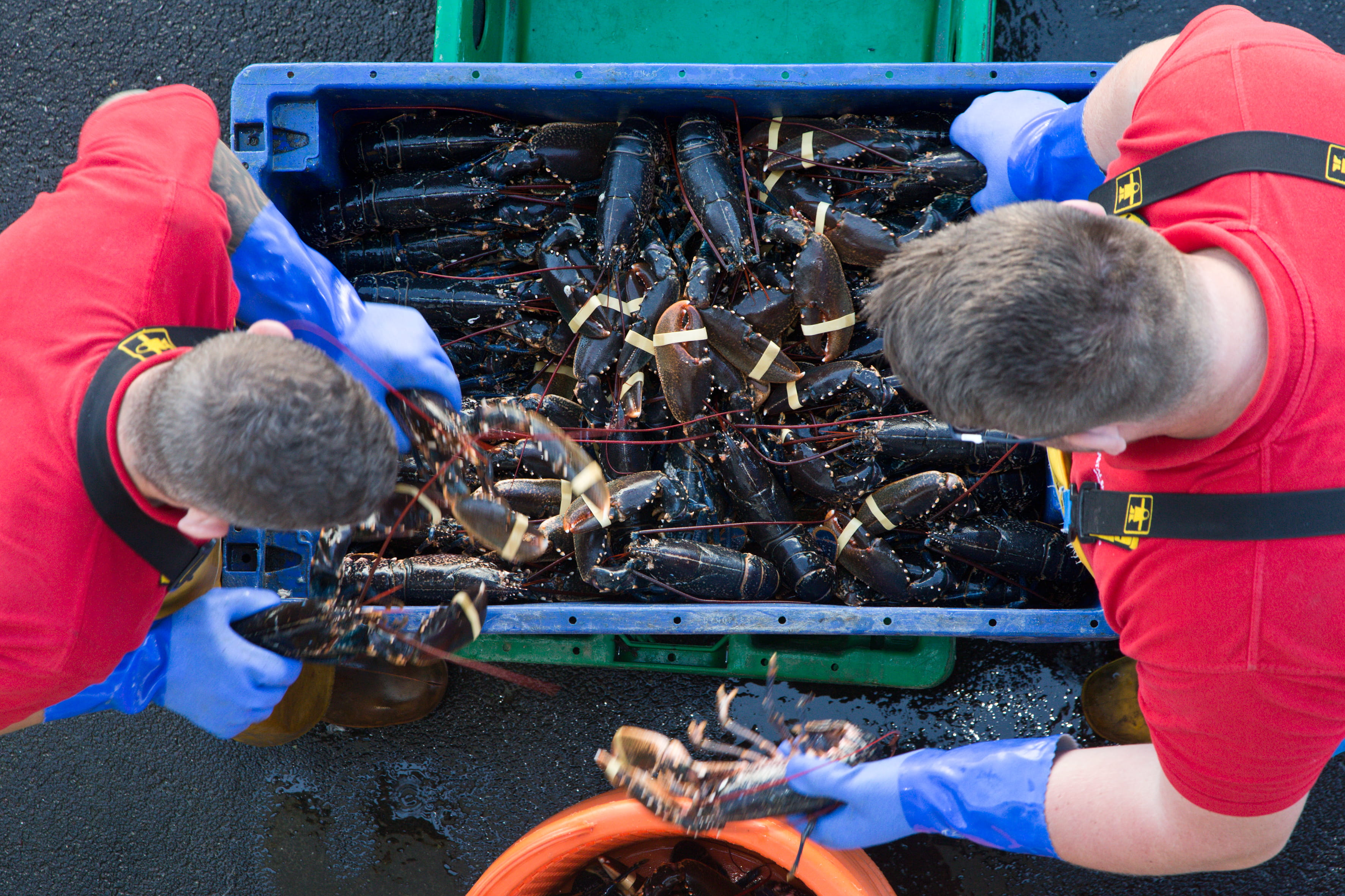 Above: The town of Bridlington lands 310 tonnes of European lobster each year