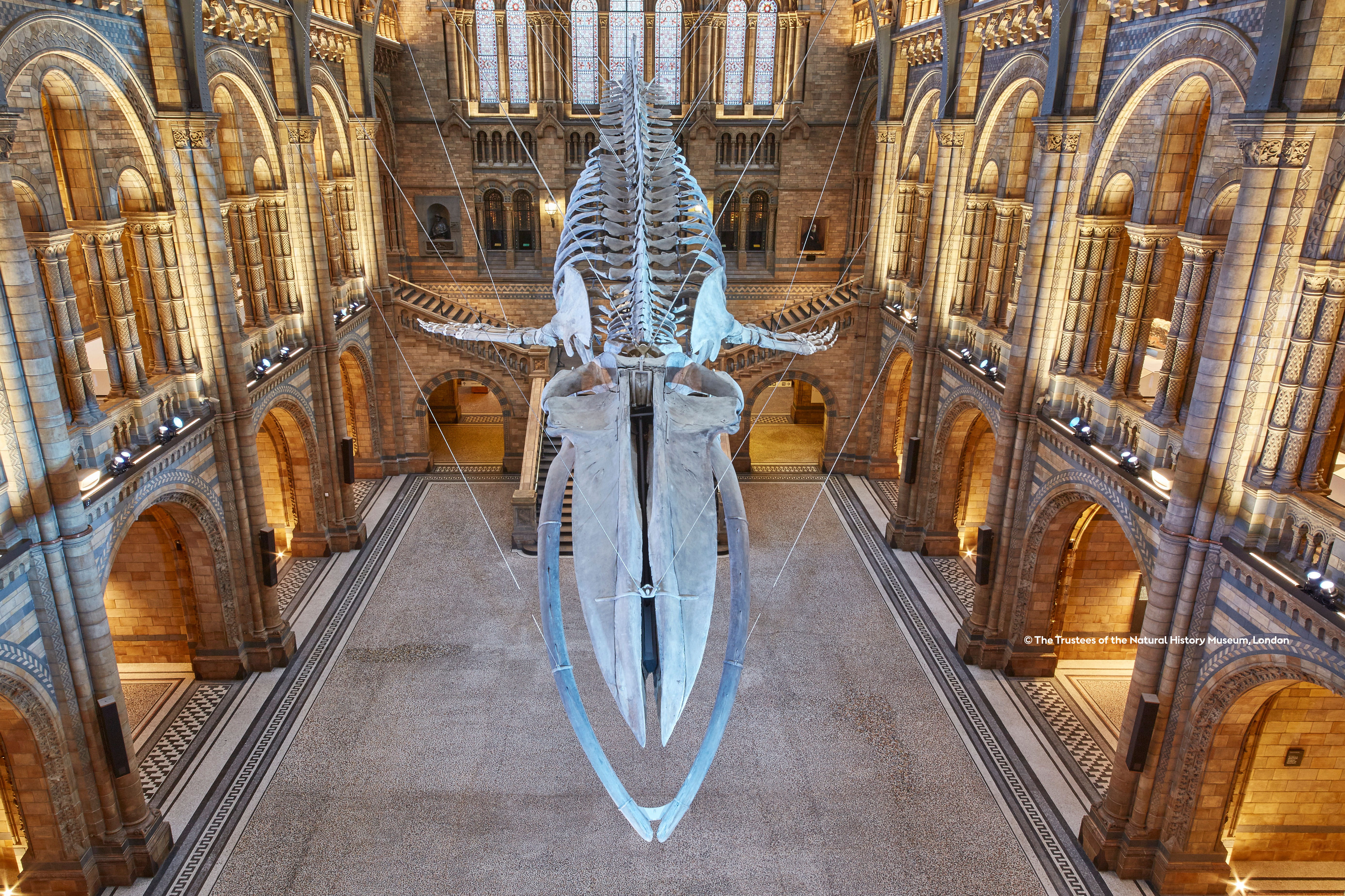 © The Trustees of the Natural History Museum, London