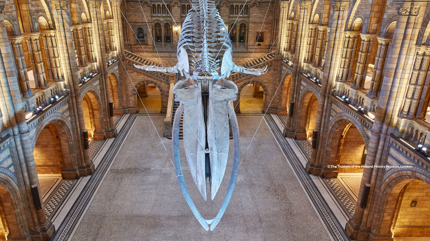 Orsted partnership with the Natural History Museum