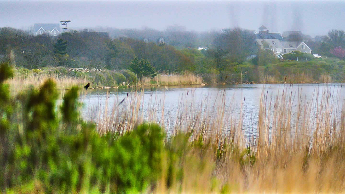 View of a small local pond on Block Island, as seen through tall grasses and rushes.