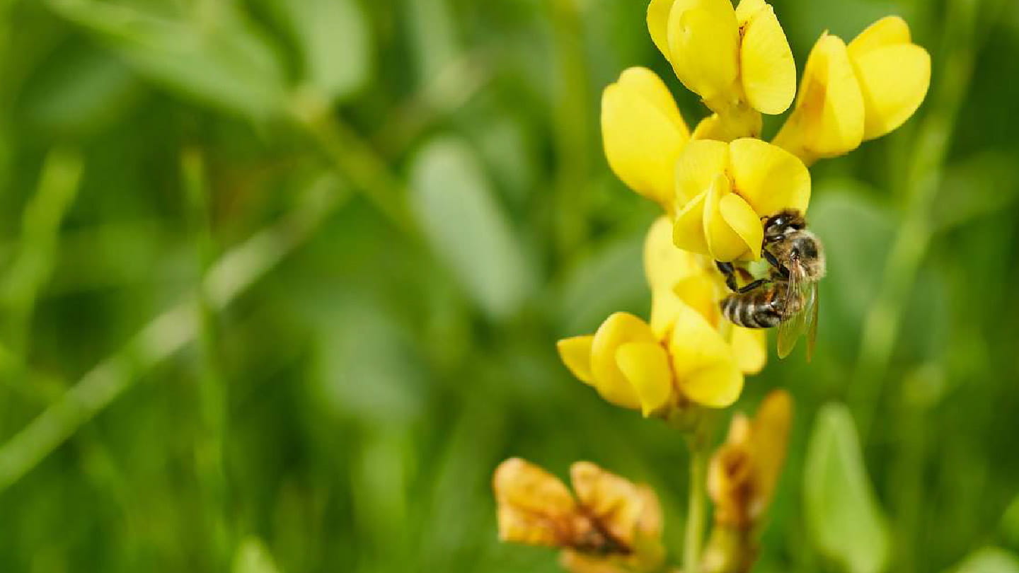 A bee pollinates a flower near the Mockingbird Solar Center, part of Ørsted’s commitment to preserving local biodiversity