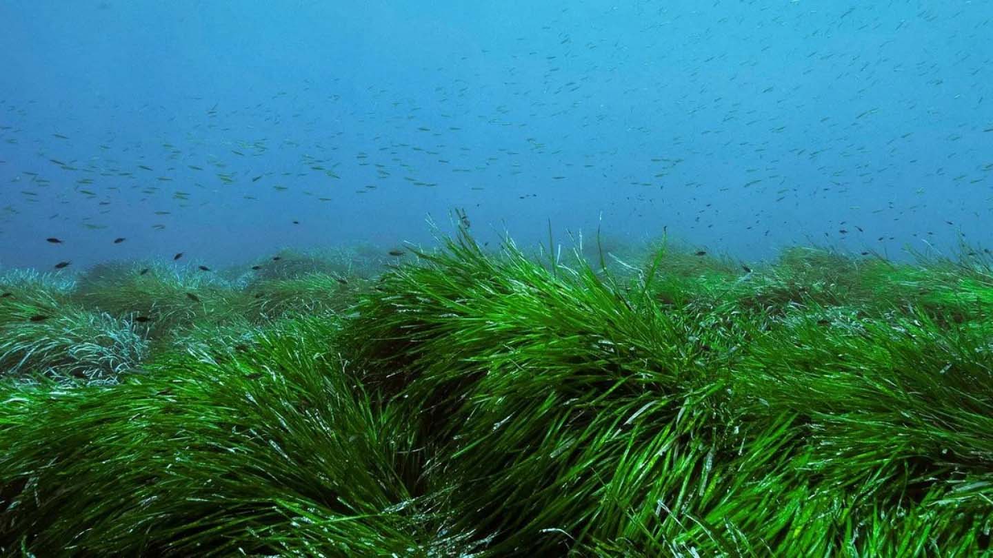 Sea grass